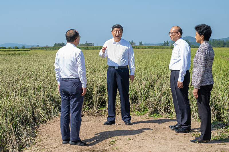 9月6日至8日，中共中央总书记、国家主席、中央军委主席习近平在黑龙江考察。这是7日上午，习近平在遭受洪涝灾害的哈尔滨尚志市老街基乡龙王庙村，观察水稻受灾情况。