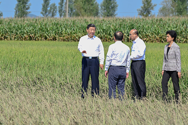 9月6日至8日，中共中央总书记、国家主席、中央军委主席习近平在黑龙江考察。这是7日上午，习近平在遭受洪涝灾害的哈尔滨尚志市老街基乡龙王庙村，观察水稻受灾情况。